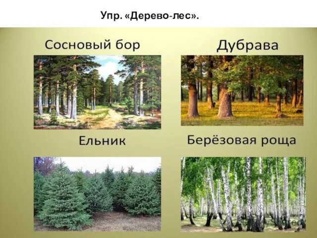 Упр. «Дерево-лес».