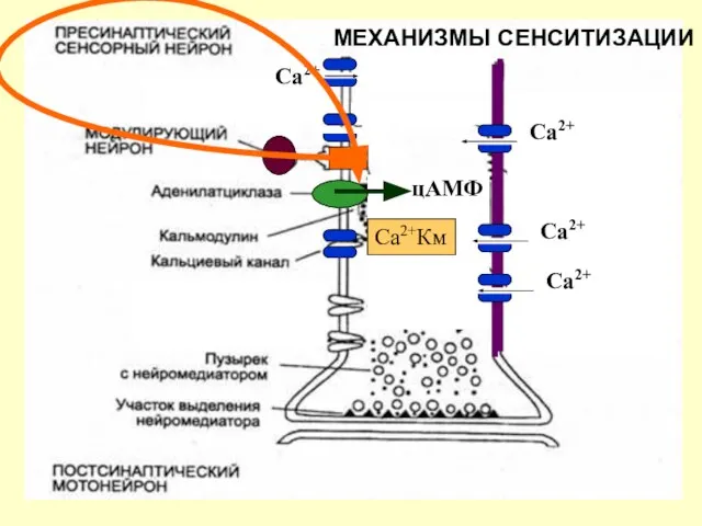 МЕХАНИЗМЫ СЕНСИТИЗАЦИИ