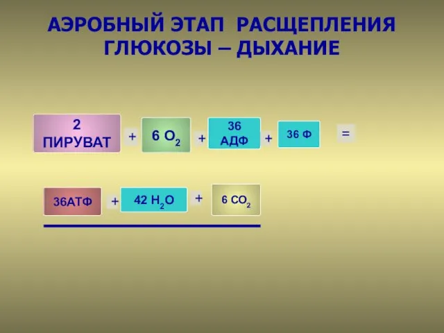 АЭРОБНЫЙ ЭТАП РАСЩЕПЛЕНИЯ ГЛЮКОЗЫ – ДЫХАНИЕ 6 О2 42 Н2О 6