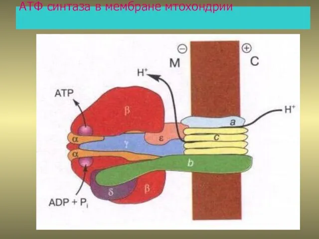 АТФ синтаза в мембране мтохондрии