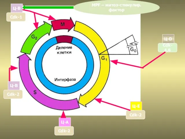 РЕГУЛЯЦИЯ МИТОТИЧЕСКОГО ЦИКЛА Ц-D Ц-E Ц-A Cdk- 4,6 Cdk-2 Cdk-2 Ц-B