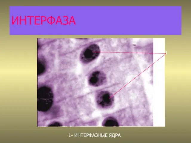 ИНТЕРФАЗА 1 1- ИНТЕРФАЗНЫЕ ЯДРА