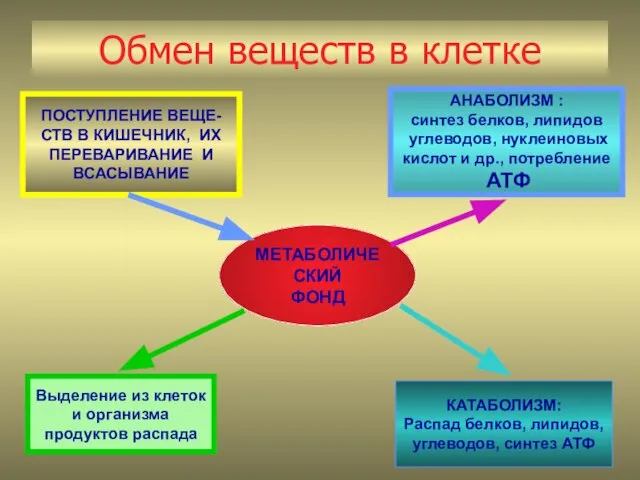 Обмен веществ в клетке МЕТАБОЛИЧЕСКИЙ ФОНД ПОСТУПЛЕНИЕ ВЕЩЕ- СТВ В КИШЕЧНИК,