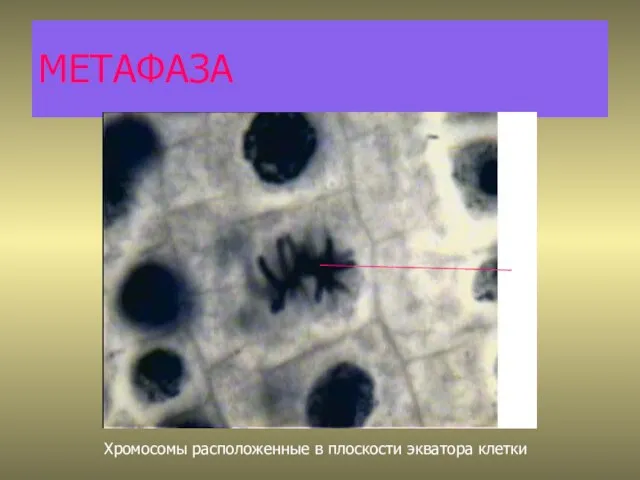 МЕТАФАЗА 1 Хромосомы расположенные в плоскости экватора клетки