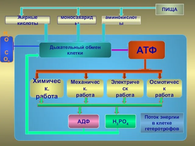 ПИЩА аминокислоты моносахариды Жирные кислоты Дыхательный обмен клетки АТФ Химическ. работа