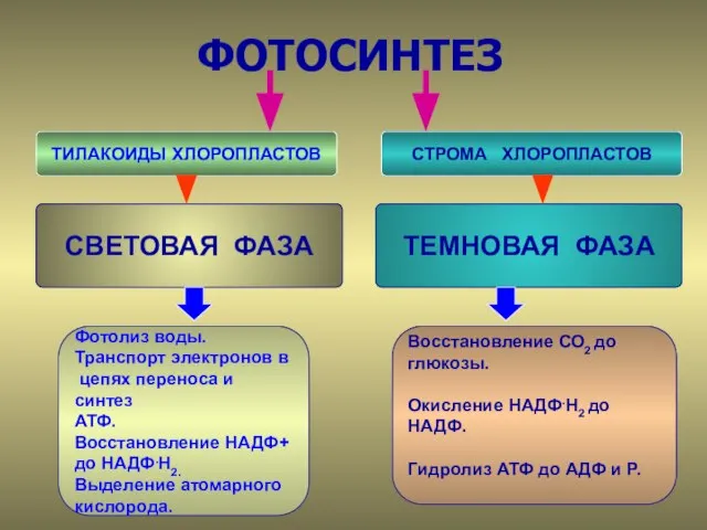 ФОТОСИНТЕЗ СВЕТОВАЯ ФАЗА ТЕМНОВАЯ ФАЗА Фотолиз воды. Транспорт электронов в цепях