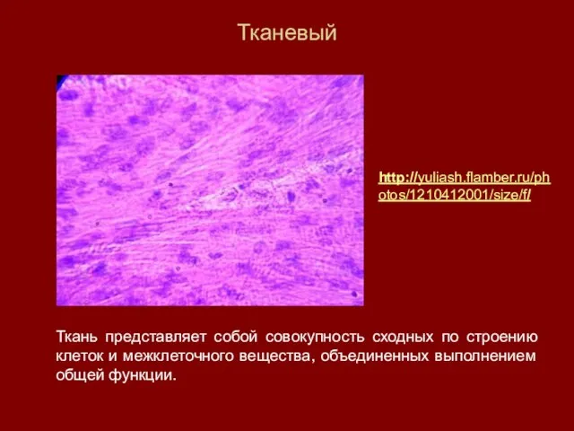 Тканевый Ткань представляет собой совокупность сходных по строению клеток и межклеточного