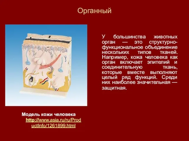 Органный У большинства животных орган — это структурно-функциональное объединение нескольких типов