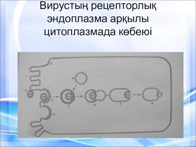 Вирустың рецепторлық эндоплазма арқылы цитоплазмада көбеюі