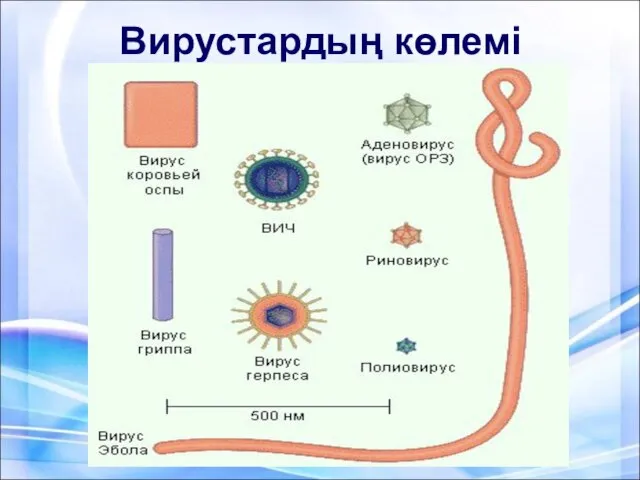 Вирустардың көлемі