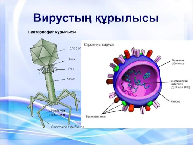 Вирустың құрылысы Бактериофаг құрылысы