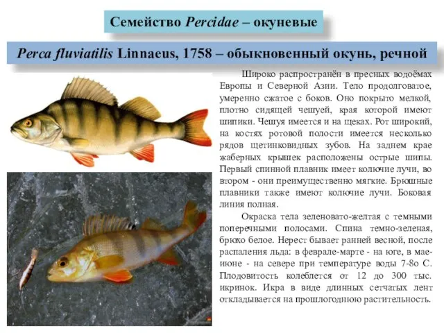 Семейство Percidae – окуневые Perca fluviatilis Linnaeus, 1758 – обыкновенный окунь,