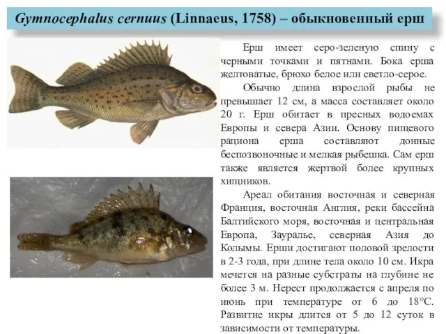 Gymnocephalus cernuus (Linnaeus, 1758) – обыкновенный ерш Ерш имеет серо-зеленую спину