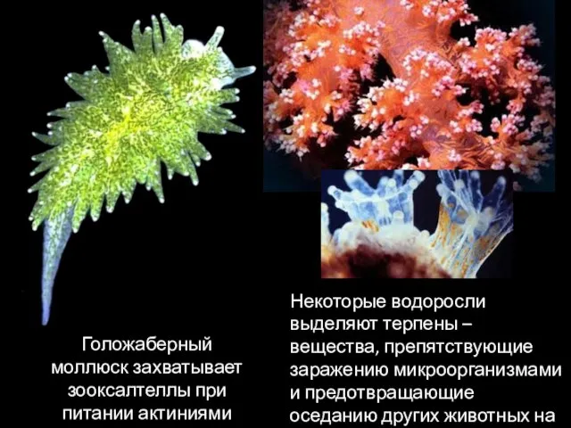 Голожаберный моллюск захватывает зооксалтеллы при питании актиниями Некоторые водоросли выделяют терпены