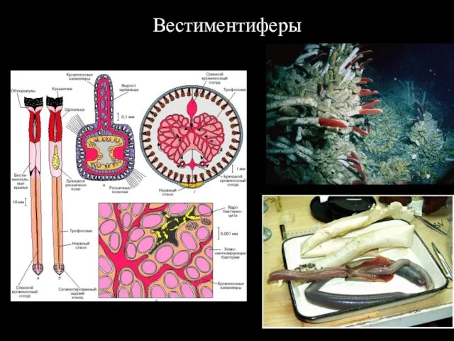 Вестиментиферы Бактериальный симбиоз