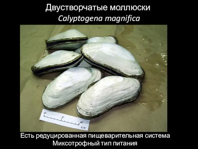 Двустворчатые моллюски Calyptogena magnifica Есть редуцированная пищеварительная система Миксотрофный тип питания