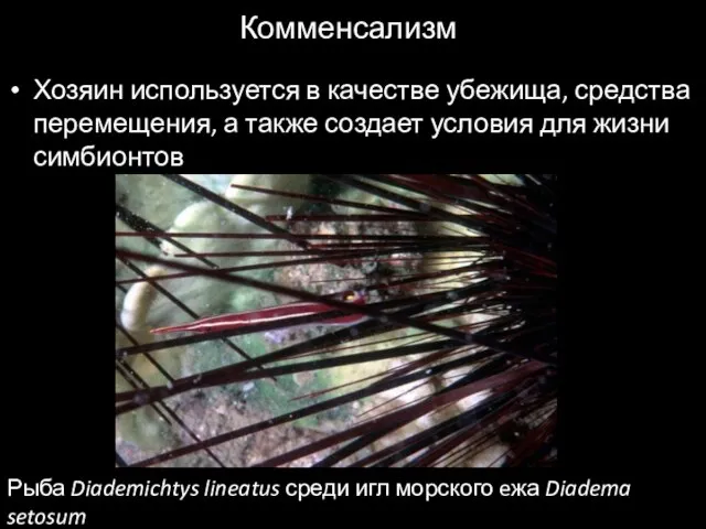 Комменсализм Хозяин используется в качестве убежища, средства перемещения, а также создает