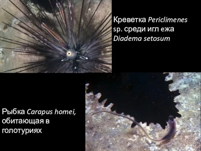 Креветка Periclimenes sp. среди игл eжа Diadema setosum Рыбка Carapus homei, обитающая в голотуриях