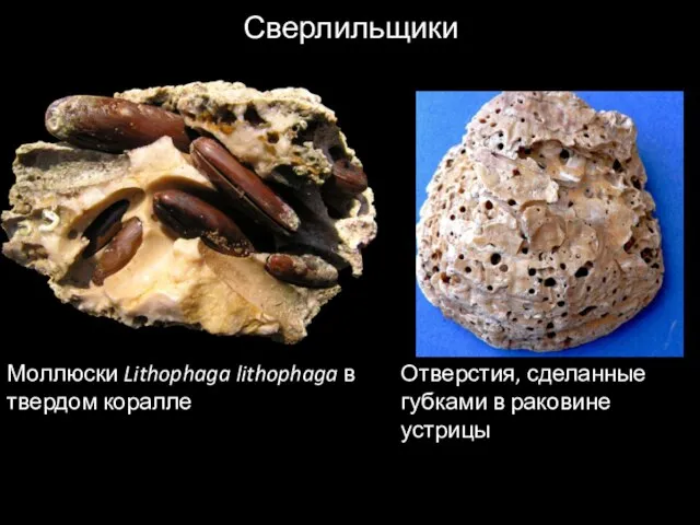 Сверлильщики Моллюски Lithophaga lithophaga в твердом коралле Отверстия, сделанные губками в раковине устрицы