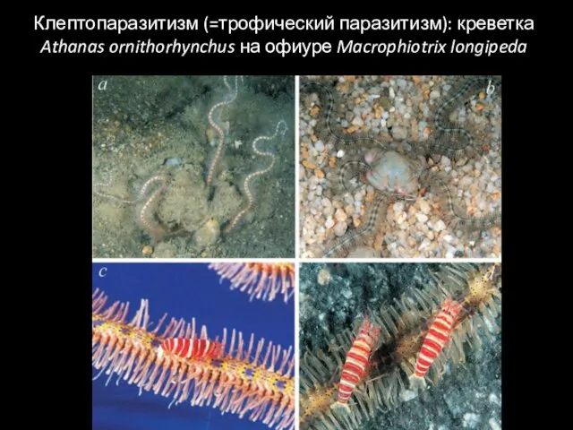 Клептопаразитизм (=трофический паразитизм): креветка Athanas ornithorhynchus на офиуре Macrophiotrix longipeda