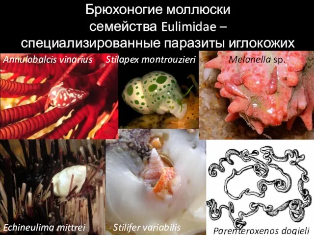 Брюхоногие моллюски семейства Eulimidae – специализированные паразиты иглокожих Echineulima mittrei Stilifer
