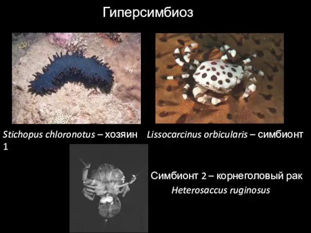 Гиперсимбиоз Stichopus chloronotus – хозяин Lissocarcinus orbicularis – симбионт 1 Симбионт