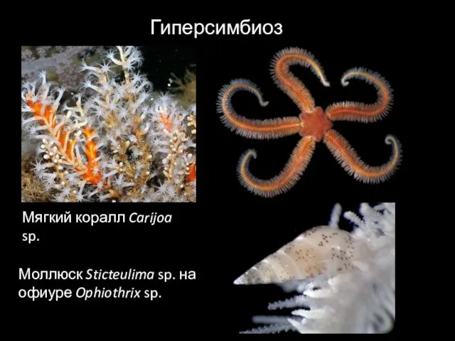 Моллюск Sticteulima sp. на офиуре Ophiothrix sp. Гиперсимбиоз Мягкий коралл Carijoa sp.