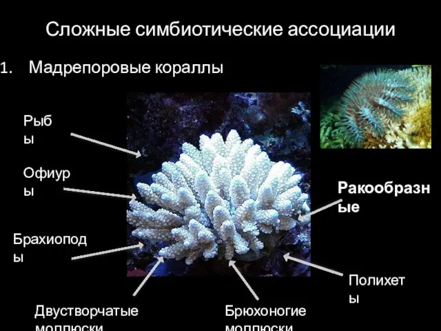 Сложные симбиотические ассоциации Мадрепоровые кораллы Рыбы Офиуры Брахиоподы Двустворчатые моллюски Брюхоногие моллюски Полихеты Ракообразные