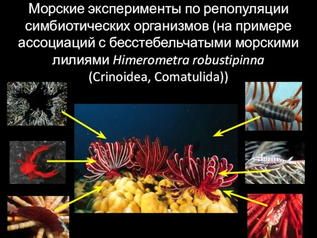 Морские эксперименты по репопуляции симбиотических организмов (на примере ассоциаций с бесстебельчатыми
