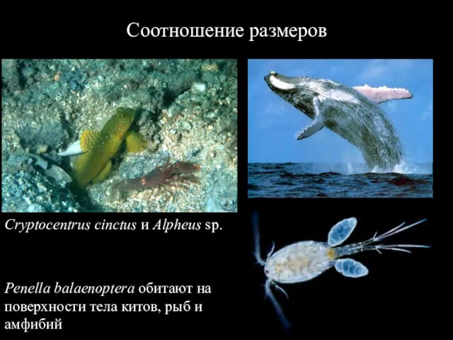 Соотношение размеров Cryptocentrus cinctus и Alpheus sp. Penella balaenoptera обитают на