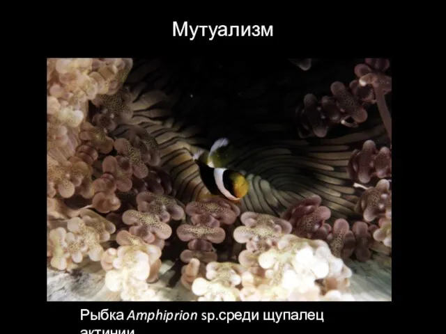 Мутуализм Рыбка Amphiprion sp.среди щупалец актинии