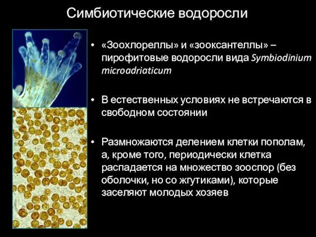 Симбиотические водоросли «Зоохлореллы» и «зооксантеллы» – пирофитовые водоросли вида Symbiodinium microadriaticum