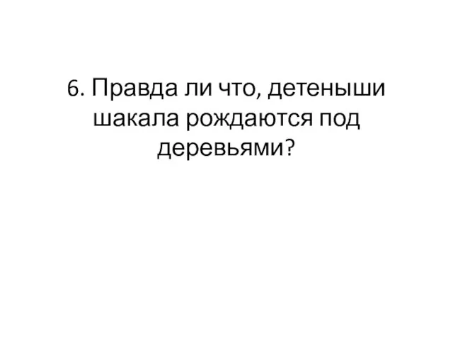 6. Правда ли что, детеныши шакала рождаются под деревьями?