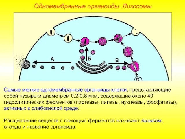 Самые мелкие одномембранные органоиды клетки, представляющие собой пузырьки диаметром 0,2-0,8 мкм,