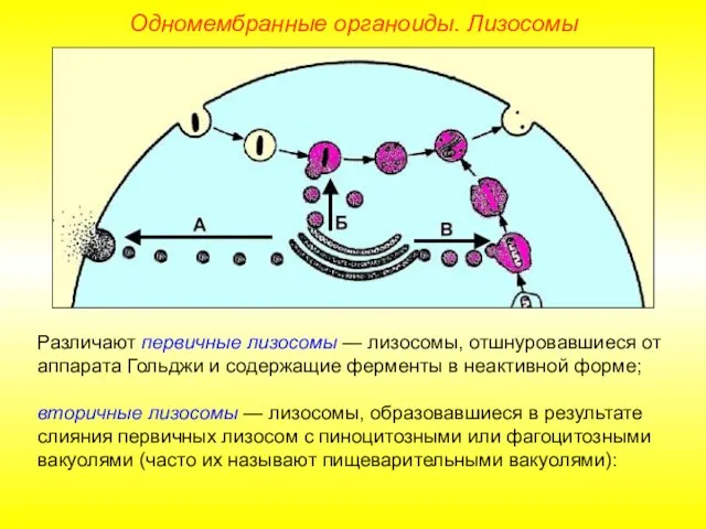 Различают первичные лизосомы — лизосомы, отшнуровавшиеся от аппарата Гольджи и содержащие