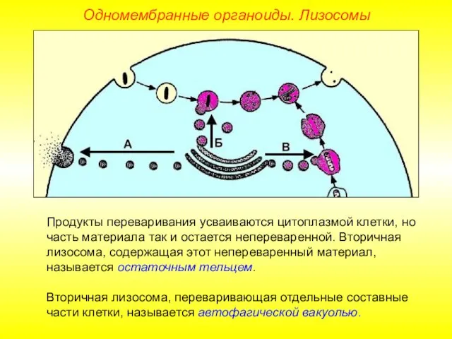 Одномембранные органоиды. Лизосомы Продукты переваривания усваиваются цитоплазмой клетки, но часть материала