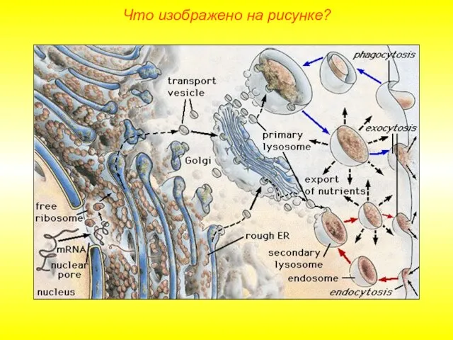 Что изображено на рисунке?