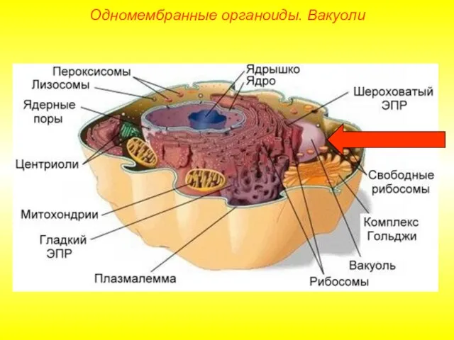 Одномембранные органоиды. Вакуоли