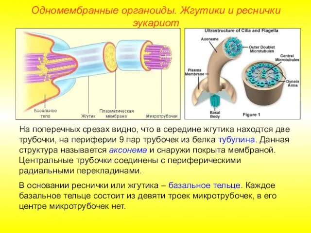 На поперечных срезах видно, что в середине жгутика находтся две трубочки,