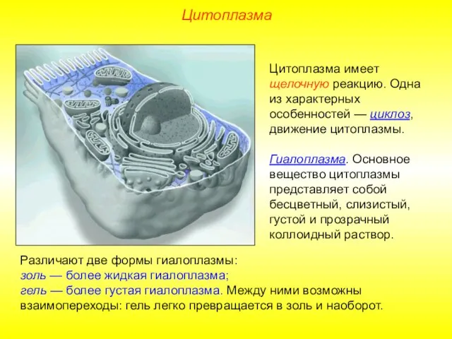 Цитоплазма имеет щелочную реакцию. Одна из характерных особенностей — циклоз, движение