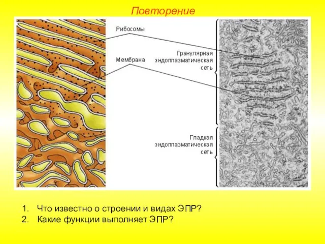 Что известно о строении и видах ЭПР? Какие функции выполняет ЭПР? Повторение