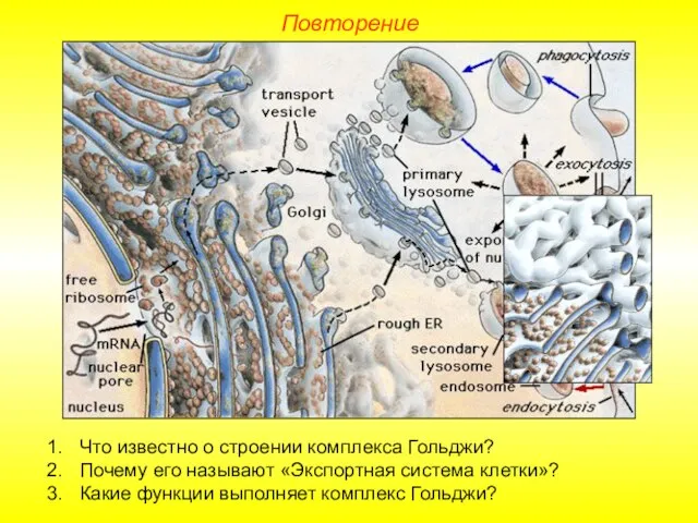 Что известно о строении комплекса Гольджи? Почему его называют «Экспортная система