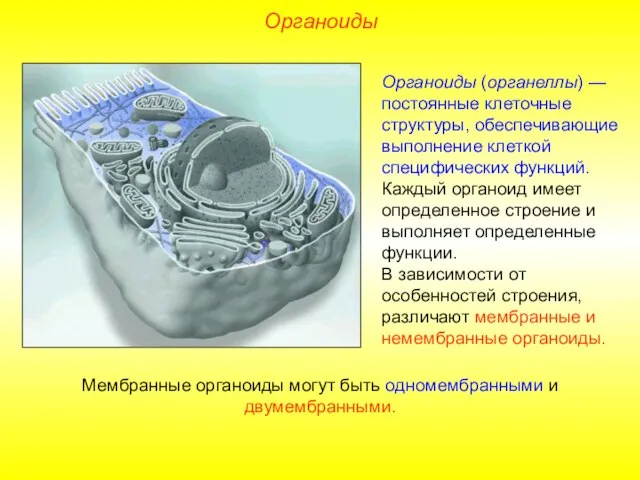 Органоиды (органеллы) — постоянные клеточные структуры, обеспечивающие выполнение клеткой специфических функций.