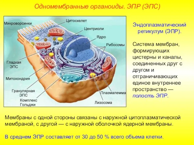 Эндоплазматический ретикулум (ЭПР). Система мембран, формирующих цистерны и каналы, соединенных друг