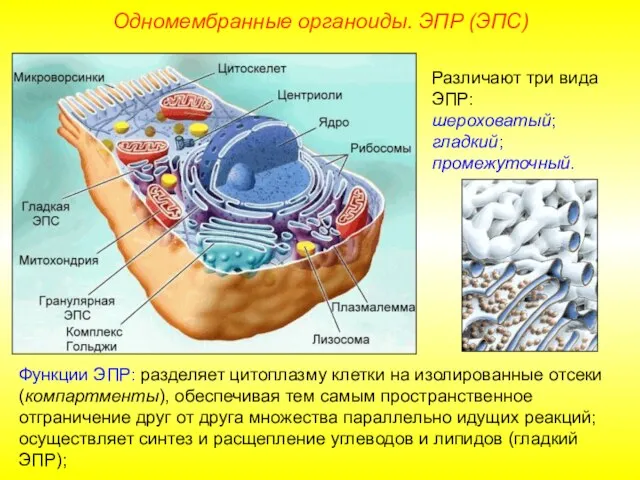 Различают три вида ЭПР: шероховатый; гладкий; промежуточный. Функции ЭПР: разделяет цитоплазму