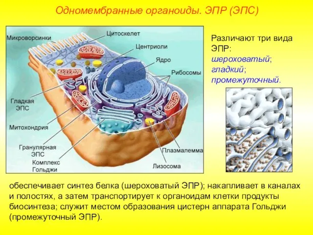 Различают три вида ЭПР: шероховатый; гладкий; промежуточный. обеспечивает синтез белка (шероховатый