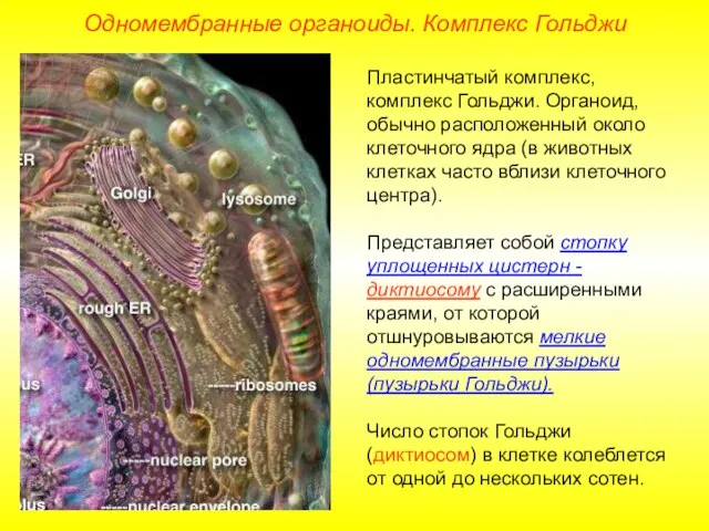 Пластинчатый комплекс, комплекс Гольджи. Органоид, обычно расположенный около клеточного ядра (в