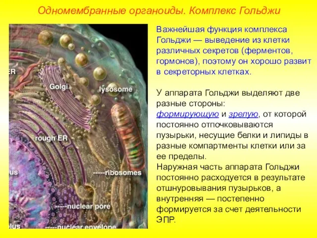 Важнейшая функция комплекса Гольджи — выведение из клетки различных секретов (ферментов,