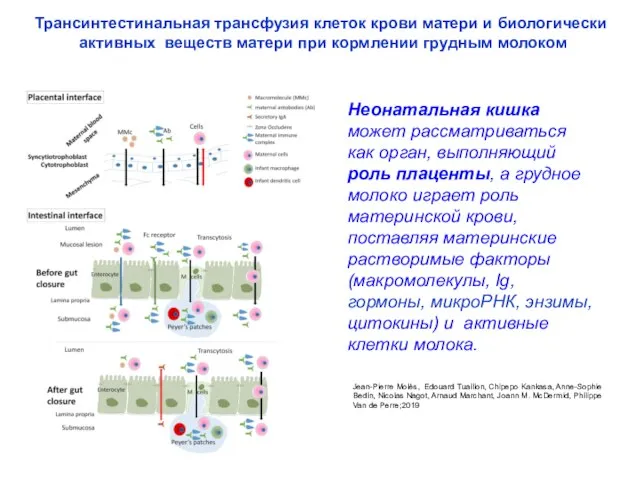 Неонатальная кишка может рассматриваться как орган, выполняющий роль плаценты, а грудное