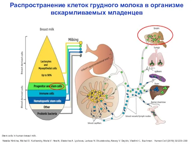 Stem cells in human breast milk. Natalia Ninkina, Michail S. Kukharsky,